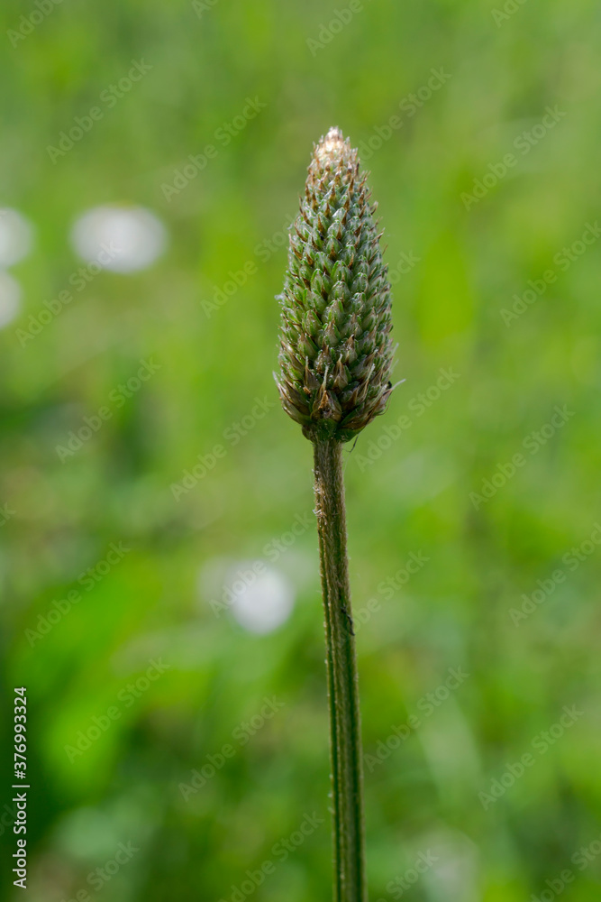 The English Plantain or Lamb's Tongue which is common throughout Europe in Springtime The English Plantain or Lamb's Tongue which is common throughout Europe in Springtime