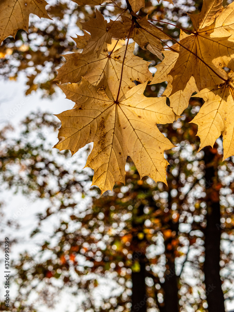 Yellow maple leaves. Yellow maple leaves.