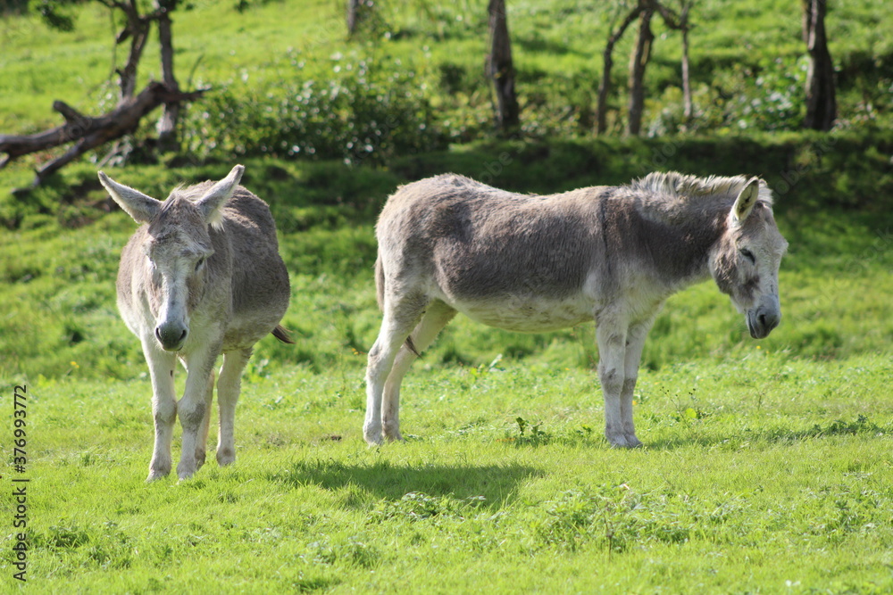 donkey in the meadow donkey in the meadow