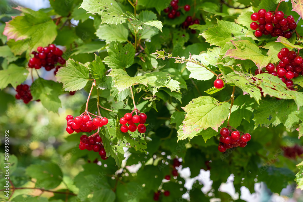 Clusters of red viburnum berries in the garden.