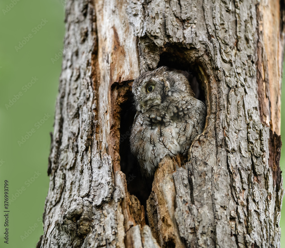 Obraz premium Eastern Screech Owl Sitting in a Tree Hole 