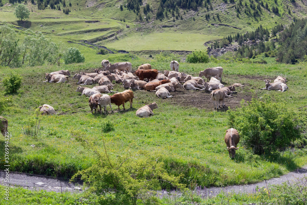 Obraz premium Vacas pastando por praderas del pirineo de España