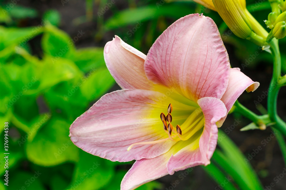 Fototapeta premium Pink daylily flower close up