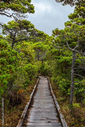 Bog Trail  in Pacific Rim National Park  Consisting entirely of boardwalks  Bog Trail is a hiking loop  The bog  itself  is a unique ecosystem in Pacific Rim National Park 