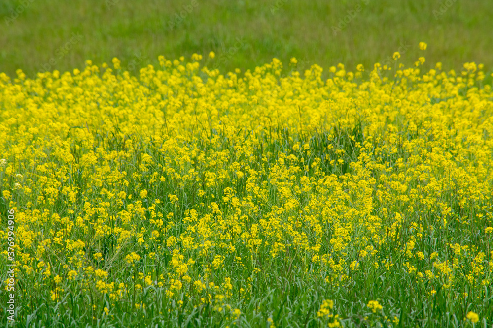 field of yellow flowers field of yellow flowers