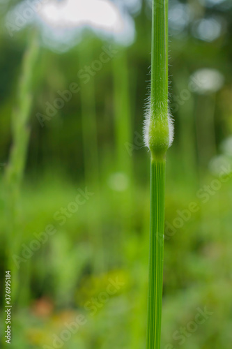 The node on a grass stem showing hairlike growth or Trichomes/hairs. photo