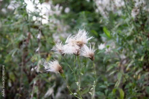 Thistle flowers at an agricultural field with background. Wild field flowers of thistles.