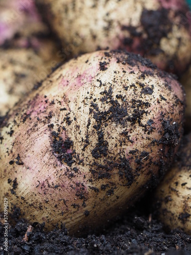 Macro close up of a kestrel potato