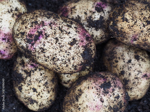 Close up view of kestrel potatoes freshly harvested