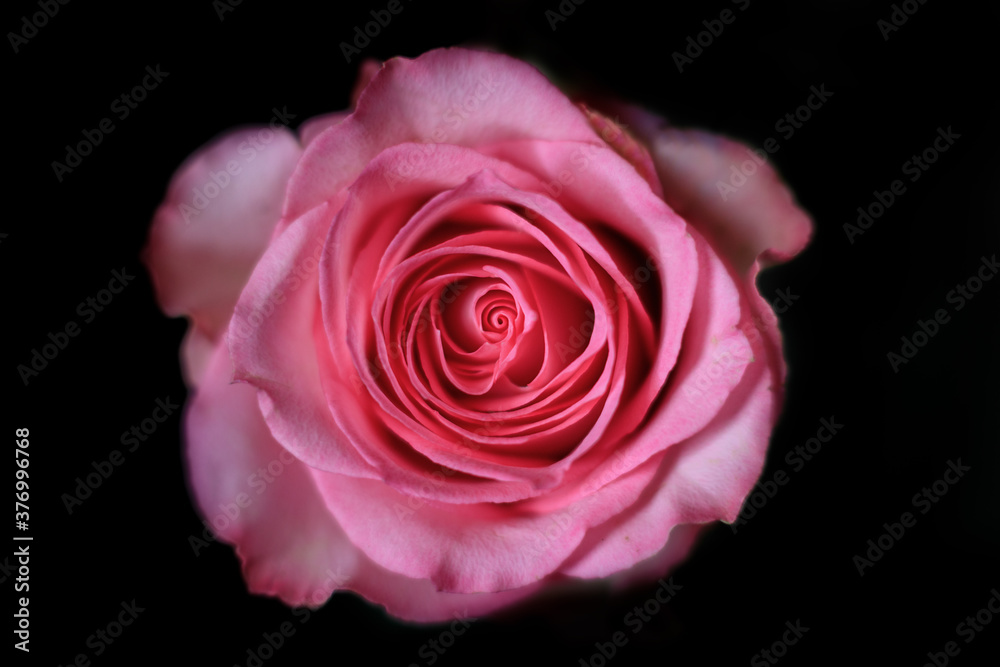 Fototapeta premium Rosy