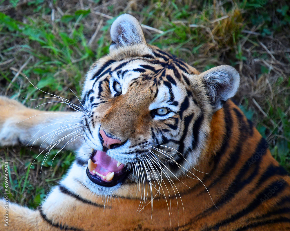 Obraz premium tigre de bengala