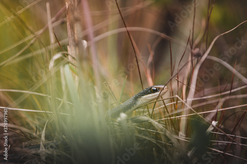 Southern black racer snake slithering through tall grass photo