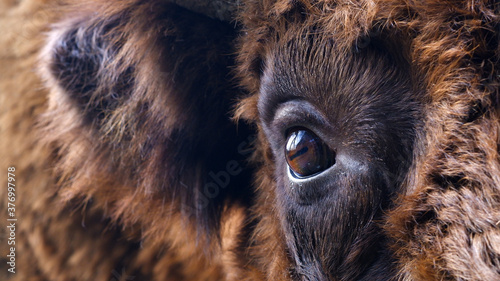 A European bison's eye as a close up.