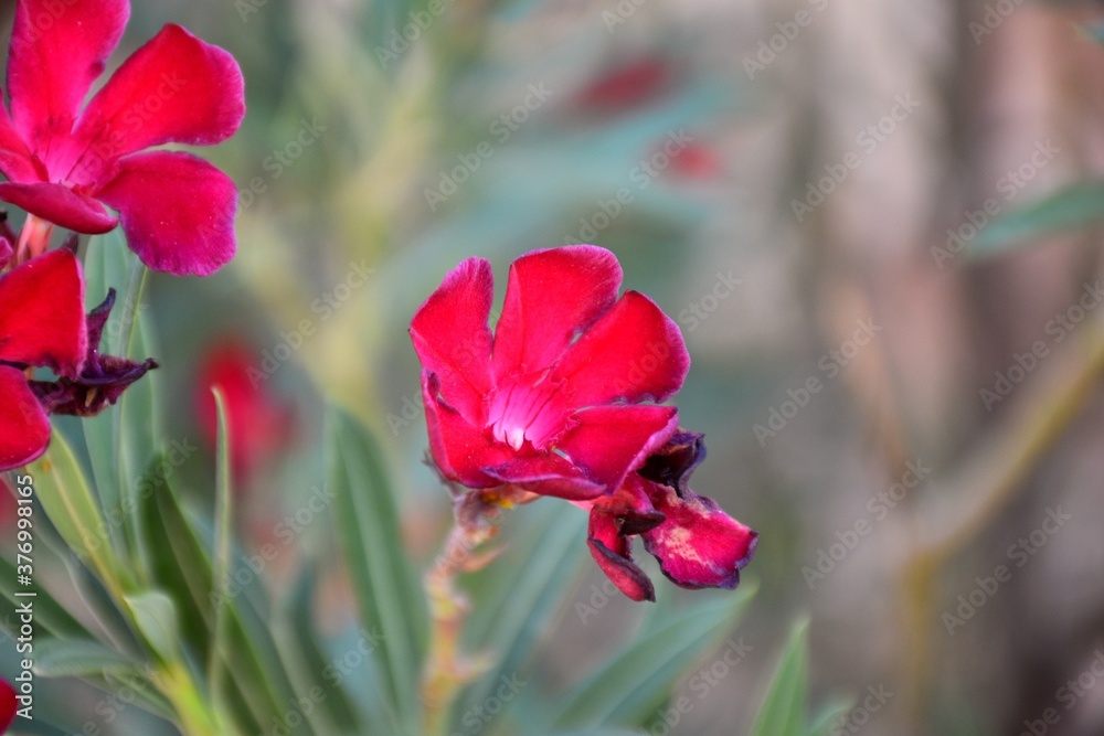 Obraz premium Red flowers of Oleander (Nerium oleander).