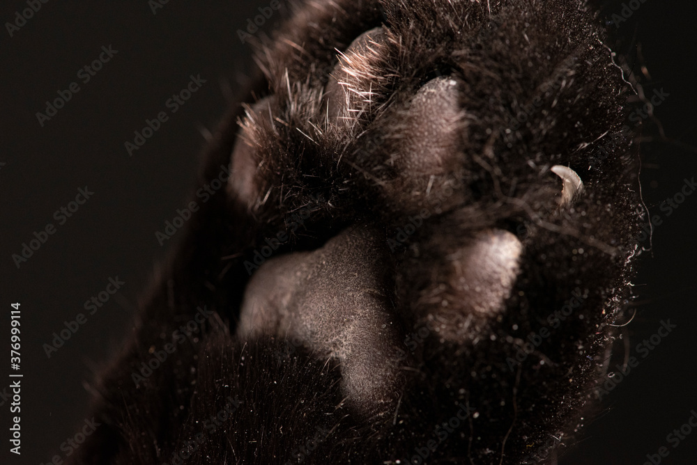 cat paws on black background. Macro kitty