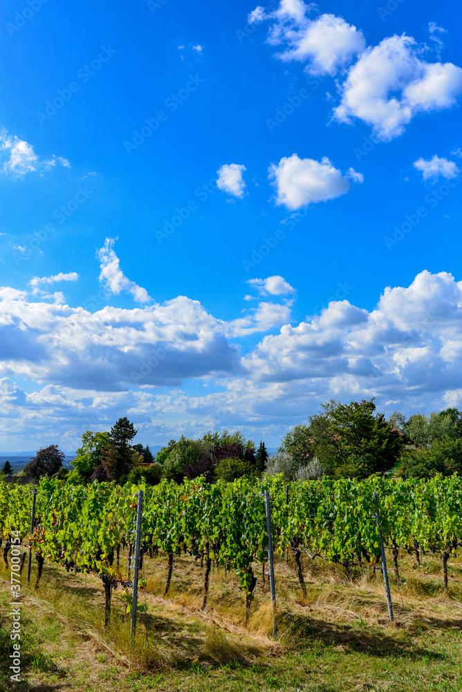 Weinbau in Wasserlos-Alzenau 