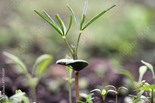 detail from green manure plants