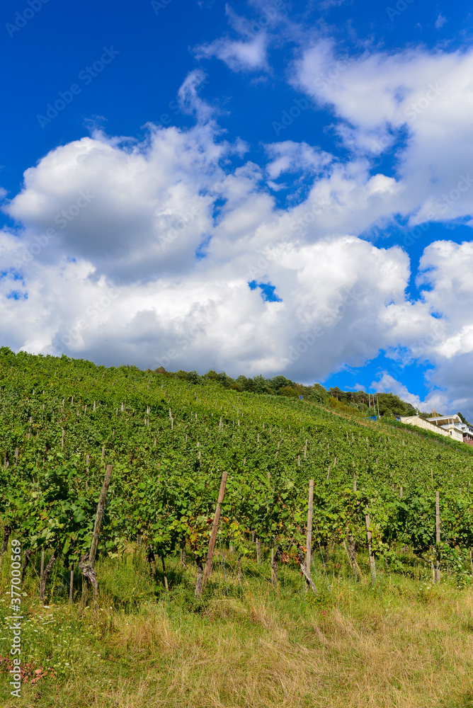 Weinbau am Schloßberg in Wasserlos-Alzenau