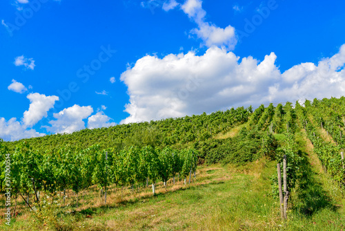 Weinbau am Schlo  berg in Wasserlos-Alzenau