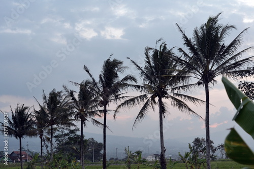 palm trees in the morning