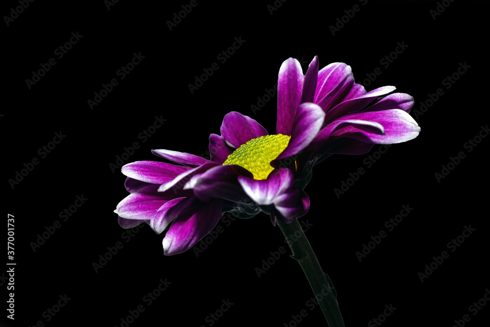 Obraz premium Petal Power