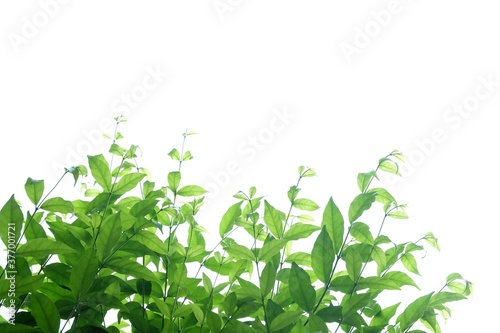 Tropical tree with leaves branches on white isolated background for green foliage backdrop 