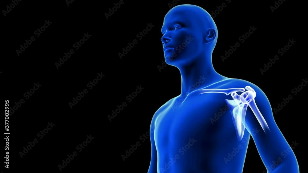 Shoulder Pain close-up animation. Blue Human Anatomy Body 3D Scan render - seamless loop on black background Shoulder Pain close-up animation. Blue Human Anatomy Body 3D Scan render - seamless loop on black background