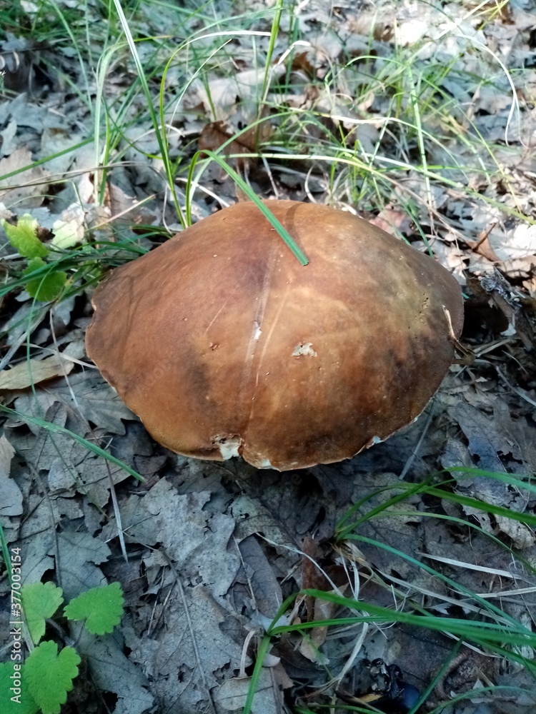 Edible forest mushrooms. A photograph of an edible forest mushroom in nature. Edible forest mushrooms. A photograph of an edible forest mushroom in nature.