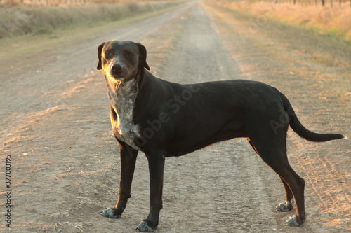 Perros