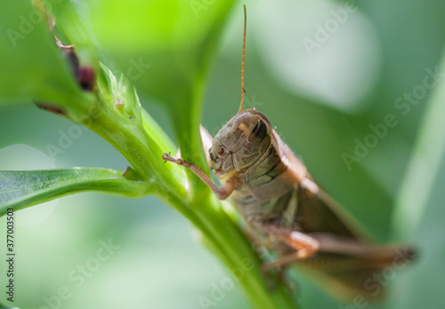 Closeup photo of beige grasshopper sitting on a peony stem