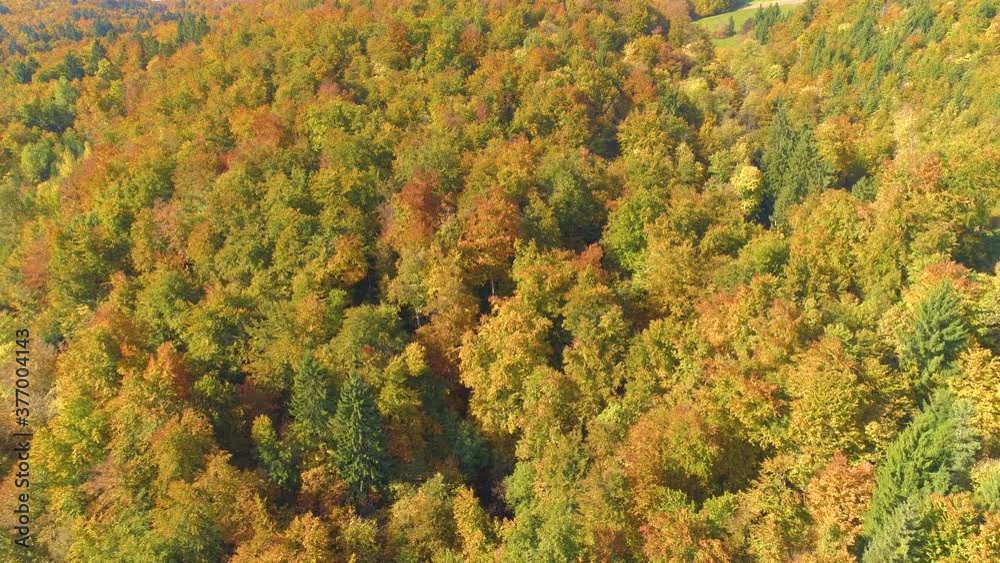 AERIAL: Flying over a picturesque endless autumn-colored forest in the idyllic Slovenian countryside. Spectacular drone shot of colorful treetops in Kranjska Gora changing their leaves in fall. AERIAL: Flying over a picturesque endless autumn-colored forest in the idyllic Slovenian countryside. Spectacular drone shot of colorful treetops in Kranjska Gora changing their leaves in fall.