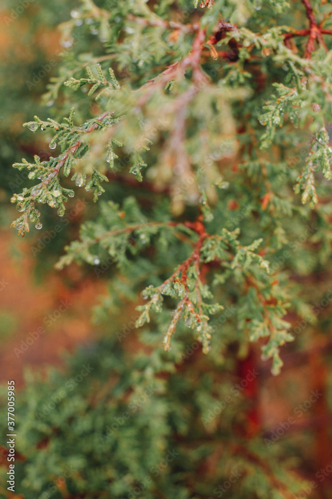 nature, spring, tree, flower, green, plant, branch, leaf, grass, blossom, summer, autumn, garden, season, beauty, growth, flowers, forest, color, white, abstract, macro, leaves, floral, closeup nature, spring, tree, flower, green, plant, branch, leaf, grass, blossom, summer, autumn, garden, season, beauty, growth, flowers, forest, color, white, abstract, macro, leaves, floral, closeup