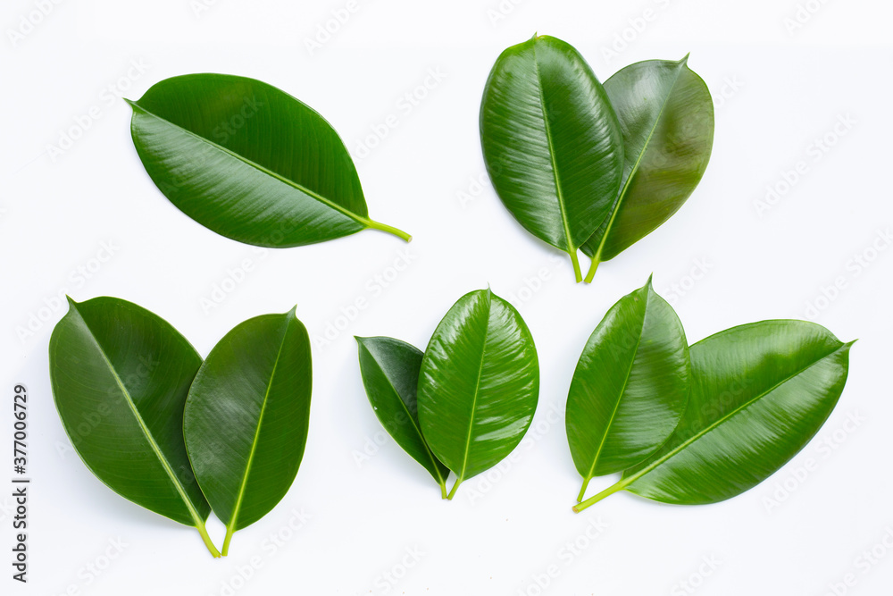 Rubber plant leaves on  white background.