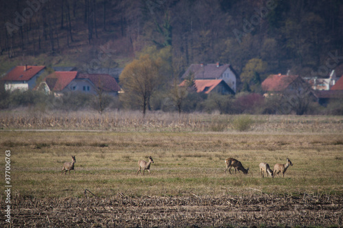 A group of deer on a field eating grass and seeds with visible residental houses in the background. Early spring with animals feeding. photo