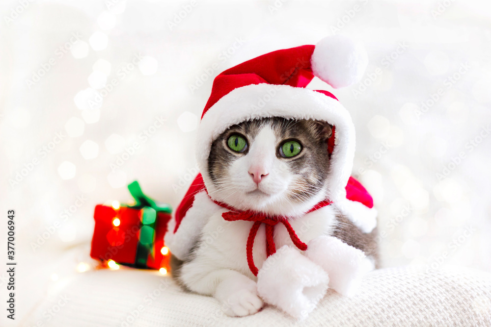 domestic cat looking at camera and wearing a white-red jacket with a santa claus hat. The cat laying on a white background next to a box with a gift. Christmas pets concept