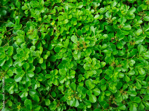 Green leaves background. Natural outdoor green texture in the forest.