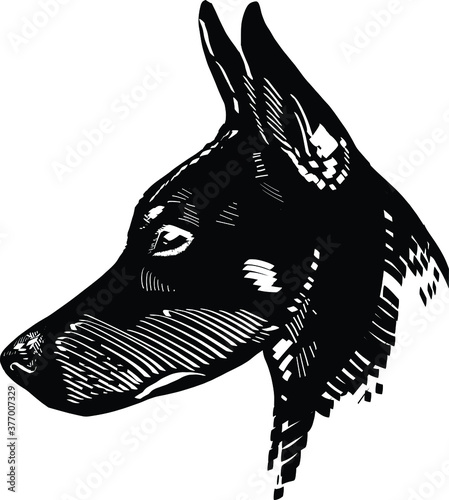 black and white illustration of a doberman dog