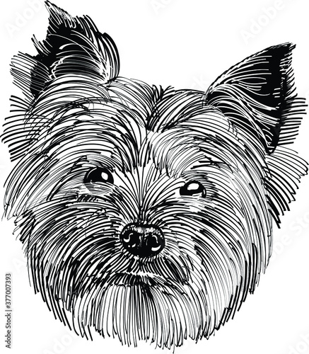 black and white Yorkshire Terrier dog