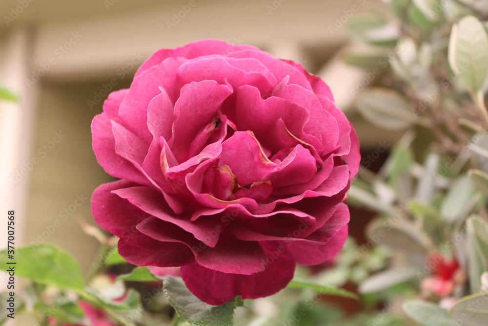 Fototapeta premium pink rose bush
