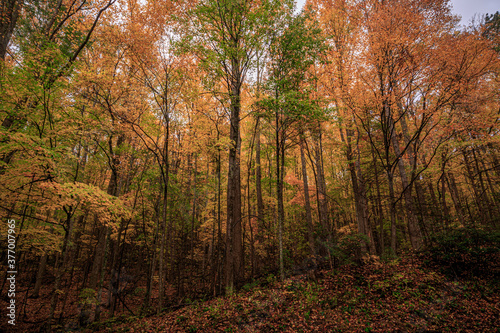 Fall in the Great Smoky Mountains