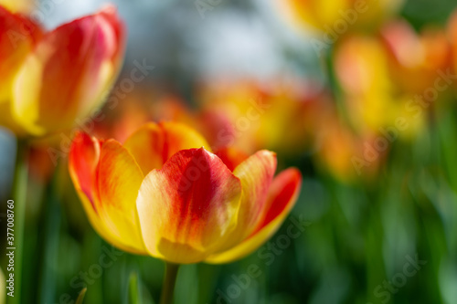 Colorful flowers  tulip 