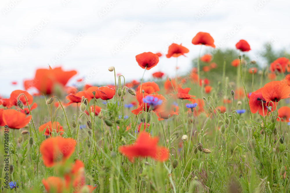 Naklejka premium .beautiful poppy field bright colored flower background very close in good weather with sunlight on a summer day