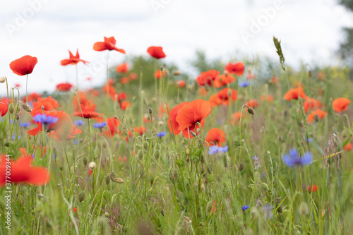 .beautiful poppy field bright colored flower background very close in good weather with sunlight on a summer day © Elena
