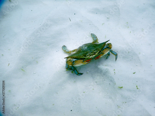 Blue crab under water on white sand