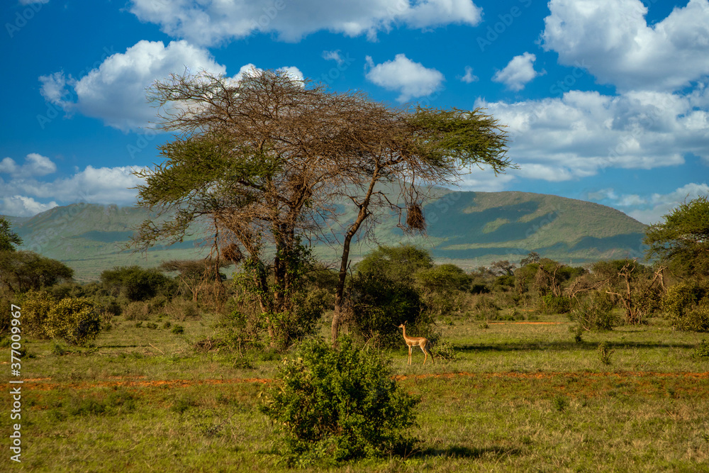 .beautiful african landscape in Kenya. Tsavo National Park. Trees are amazing traditional for the savannah. Safari in Africa