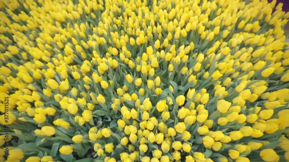 Yelop Tulips in Store Yelop Tulips in Store