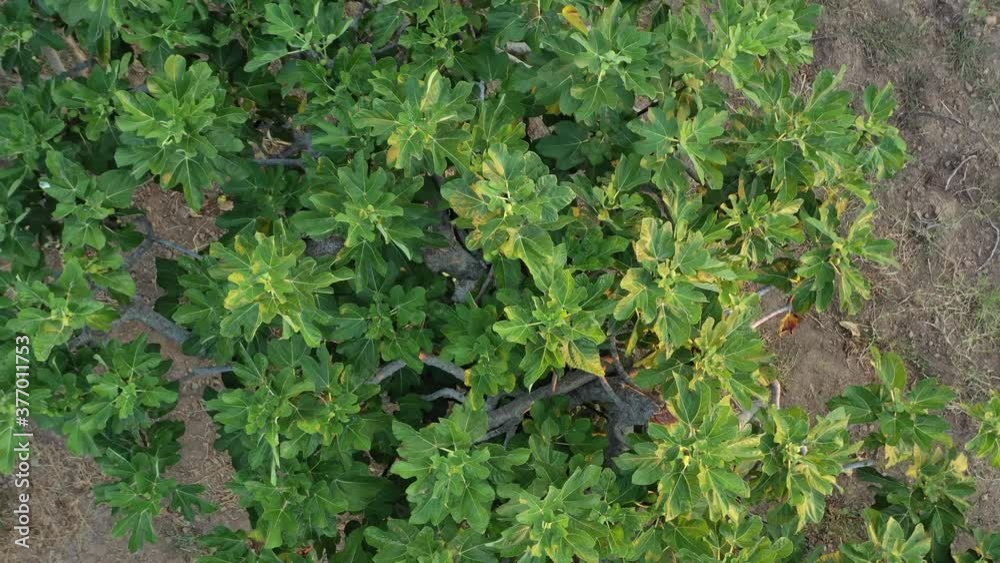 PIANTE FICHI PIANTE FICHI