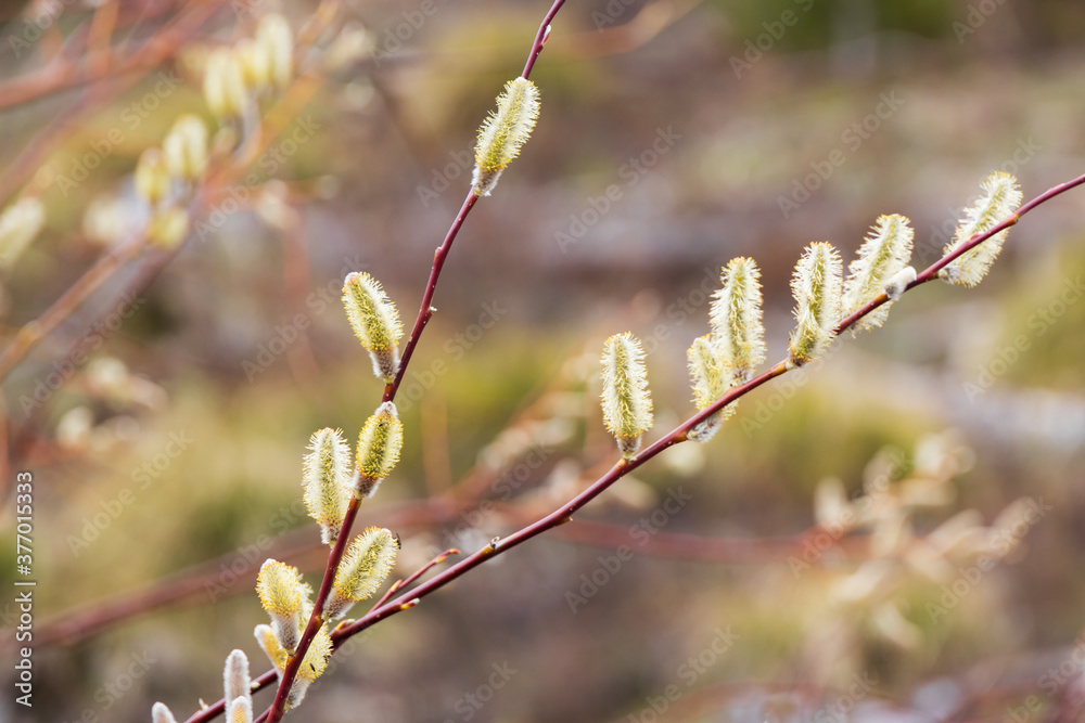 Pussy willow branches with catkins Pussy willow branches with catkins