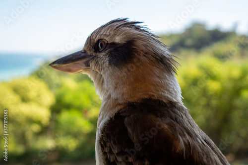 kookaburra