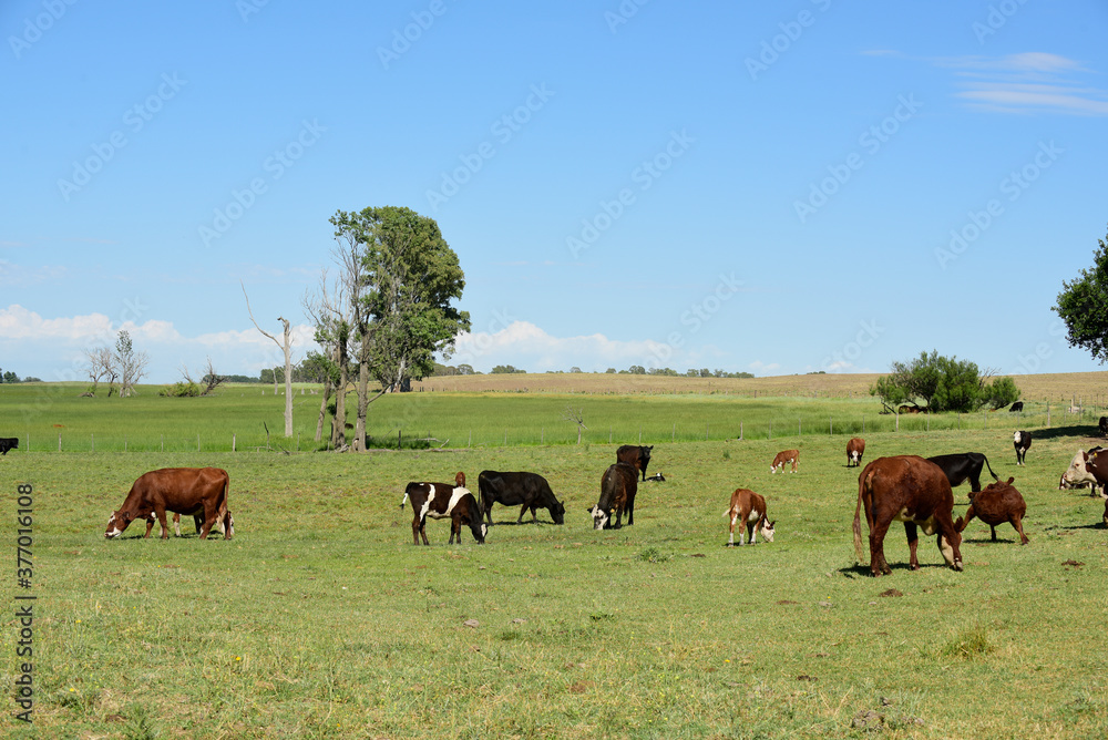 Cattle in Argentine countryside,La Pampa Province, Argentina.